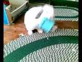 videos de Tigger eats Blueberries