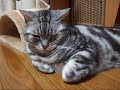 ?????????(=^?^=)??I put a cat on you?