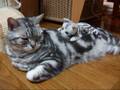 猫　乗せましたよ～(=^・^=)　　I put a cat on you～