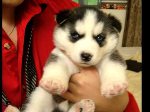 how to care siberian husky