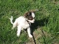 Dog Days