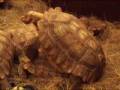 videos de Reproduction Sulcata