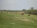 Buffalo?