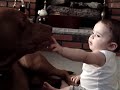 PITBULL ATTACKS 8 MONTH OLD PITBULL ATTACKS 8 MONTH OLD