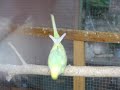 Parakeets Mating
