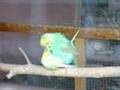 Parakeets Mating