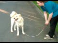 Walking Jackdog Walking Jackdog