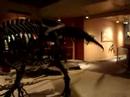 tyranosaurus rex in Natural Museum of Washington DC
