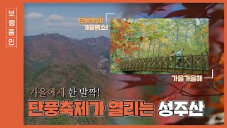 보령줌인ㅣ가을 명소, 단풍축제가 열리는 성주산