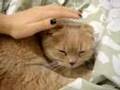 Scottish-fold-kitty-