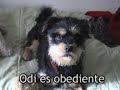 Odi, cruce de Yorkshire