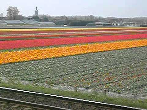 jouwpagina - Some early tulip fields in Holland in the beginning of spring. De eerste tulpenvelden in Nederland aan het begin van de lente. See also brazilie.jouwpagina.n...