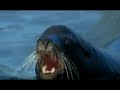 Galapagos composition BBC