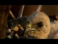Galapagos composition BBC