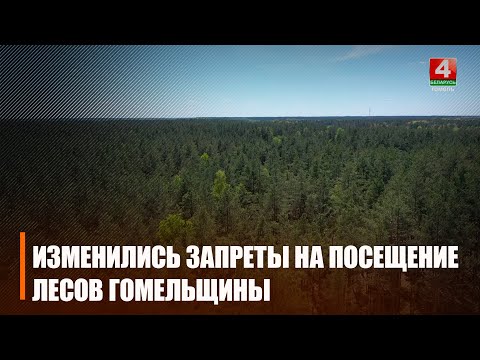 На Гомельшчыне абнавілі карту забаронаў і абмежаванняў на наведванне лясоў видео