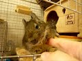 ??????????Grooming-degu-