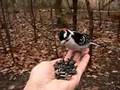 Feeding Chickadees and Downy Woodpecker