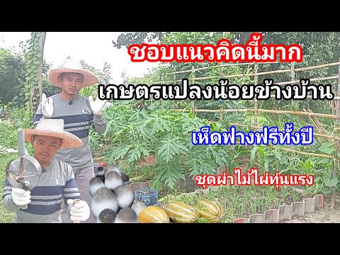 อยากให้รู้ ทำเกษตรไม่ต้องเยอะแต่มีกินตลอด ทำแบบง่ายๆแต่หลายคนคาดไม่ถึง เจ๋งจริงๆ