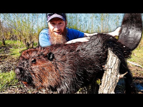 Catching GIANT Wild Canadian Beavers (in Big Rodent Traps) – Clean, Cook, Eat!