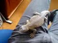 Eqyptian Uromastyx Eqyptian Uromastyx