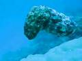 Cuttlefish active camouflage.