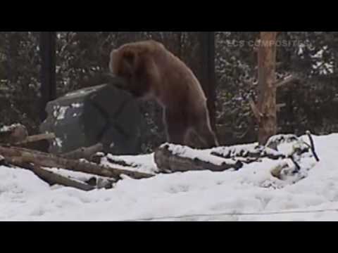 Bear Attack Yellowstone