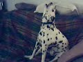 うたう犬動画