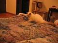 videos de Ragdoll fun