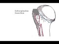 Rotator Cuff Insertions Rotator Cuff Insertions