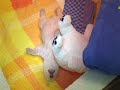 http://www.mitolover.com : flocon, flocke  white polar bear, l'ours polaire blanc petit fr�re de knut! more infos :
http://www.mitolover.com/agenda-du-lover/video-de-flocon-lours-blanc-2562