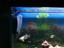 PIRANHAS P.K PIRANHAS P.K