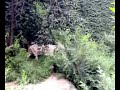 Bengal Tiger2