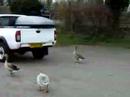 Jack feeding the geese