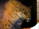 painting a leopard 4 painting a leopard 4