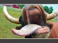 Champaar Schamlos feat. P.Moos & Baze 