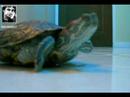 my cute turtle