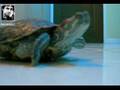 my cute turtle