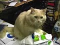 Cat Food, Please