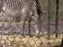 Dierenpark Amersfoort