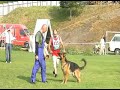 Schutzdienst Schäferhund Schutzdienst Schäferhund