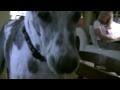 videos de Sadie’s Favorite Toy - Jul 4, 2009 1:22:58 PM