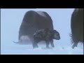 This video show the adaptation of these two creatures: Oxen and wolves in a polar environment.Things to think about:How have the Oxen and Wolves adapted to their polar environment?What features of the Oxen and Wolves have enabled them to survive, and how are they developing further?What are the needs of the Oxen and Wolves?Respond in a comment or use a video response instead.All videos on this profile are legal and were obtained with owner's permission.
