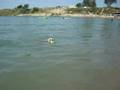Missy is swimming