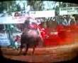 bullridin