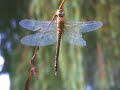 Saved a dragon-fly \"swimming into deep water\" Saved a dragon-fly \"swimming into deep water\"