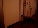 Coco opens door