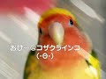 Lovebird?OPi ? ????????????????? Lovebird?OPi ? ?????????????????