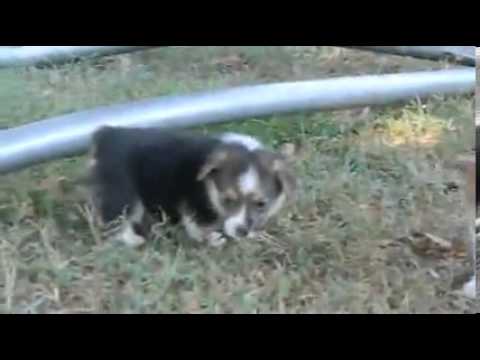 AKC Gins Tri Colored Girl