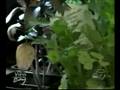 Indoor Herb Garden