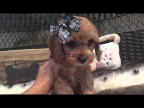HANDSOME AND PLAYFUL CAVAPOO MALE PUPPY!